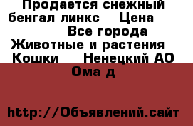 Продается снежный бенгал(линкс) › Цена ­ 25 000 - Все города Животные и растения » Кошки   . Ненецкий АО,Ома д.